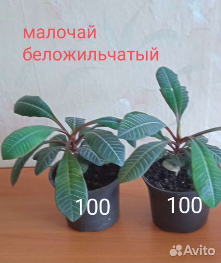 Комнатные цветы. Цена на фото