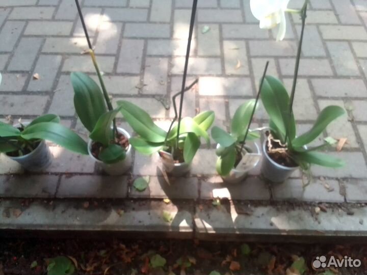 Орхидеи: попугай, биг липы, бабочка, бабулетка