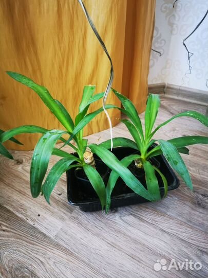 Пальма юкка