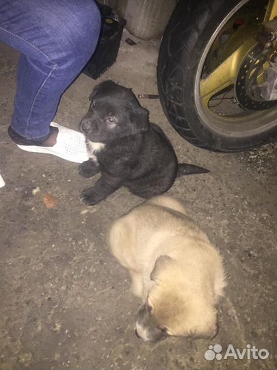 Собаки бесплатно