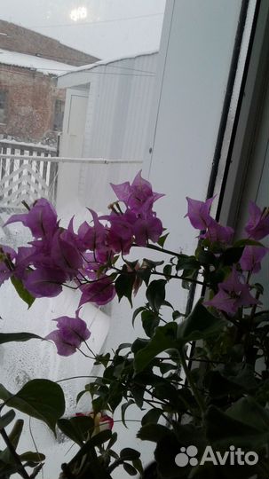 Бугенвелия сорт Глабра,плюмерия розовая