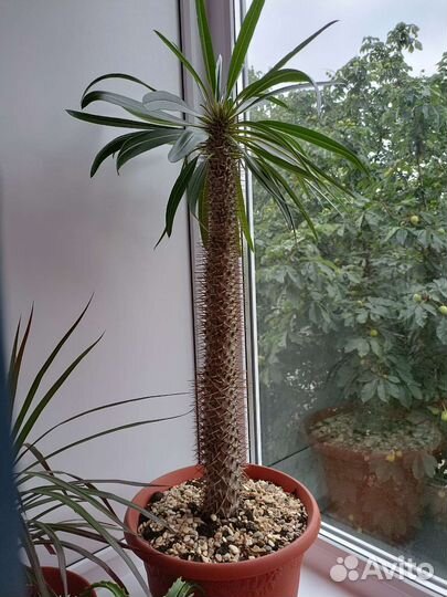 Цветы домашние