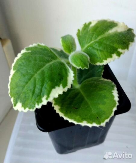 Ароматные растения для дома