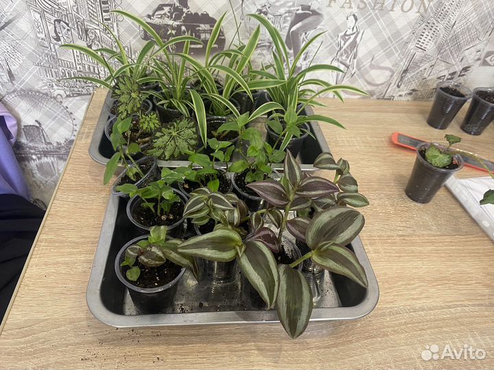 Комнатные растения