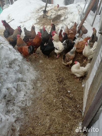 Петухи породы доминант