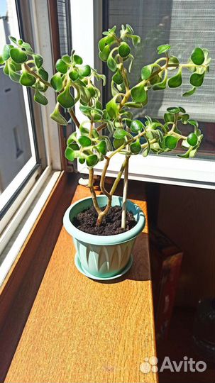 Аихризон дерево любви