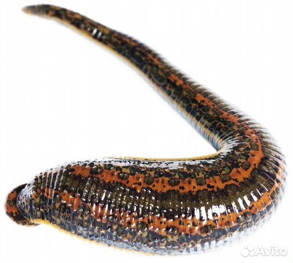 Пиявки оптом и в розницу