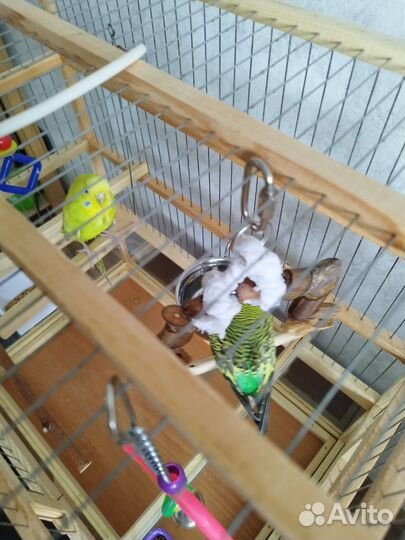 Парочка волнистых попугаев