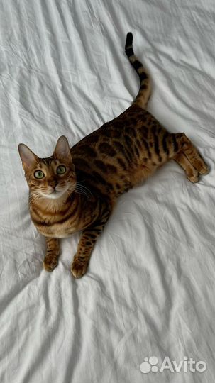 Бенгальский кот