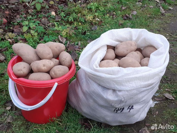 Семенной картофель