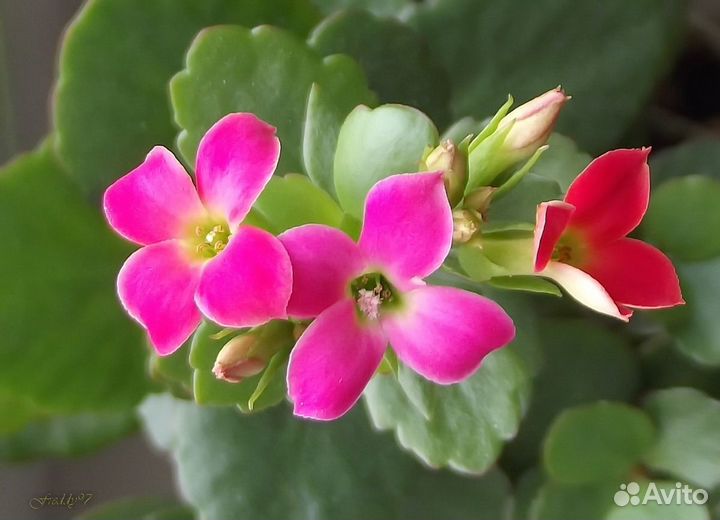 Черенки каланхоэ цветущего с корнями