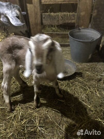 Нубийские козлята