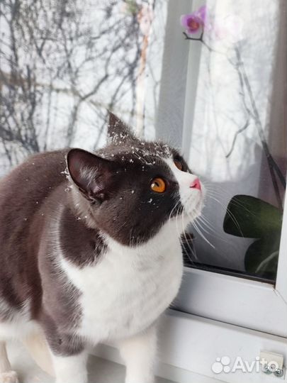 Кошка в добрые руки