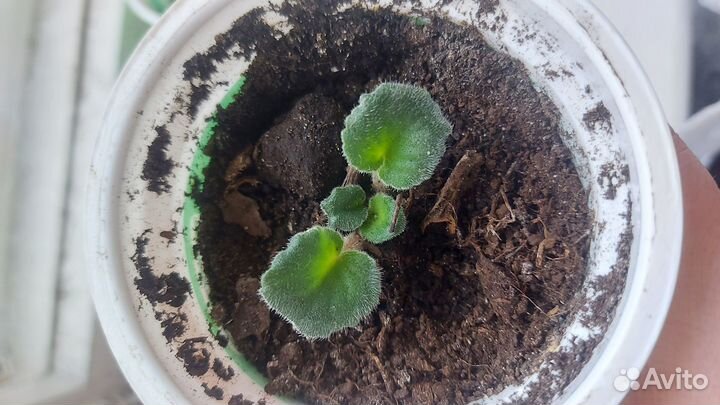 Сортовые фиалки