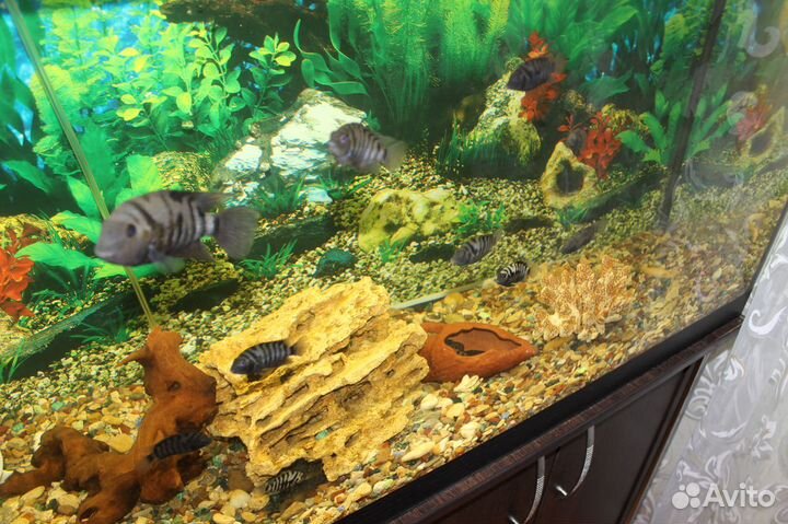 Рыбки аквариумные Цихлиды зебры