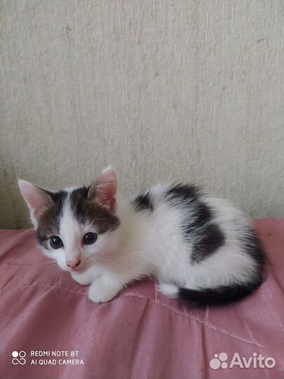 Котенок девочка 1,5 мес