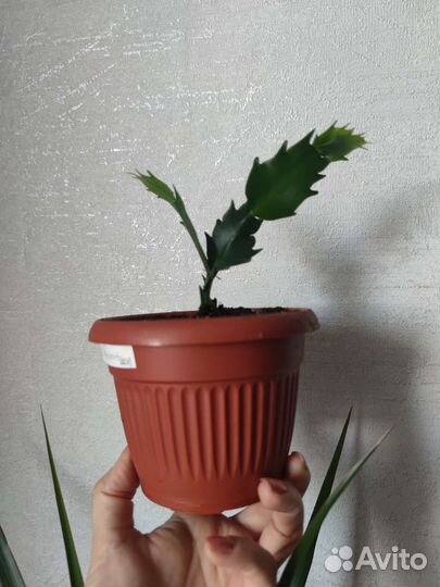 Декабрист или шлюмбергера