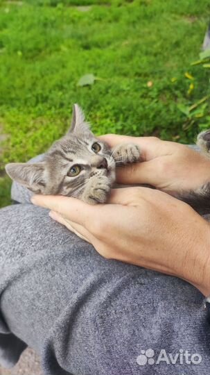 Девочки в очень добрые руки