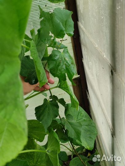 Саженец липы