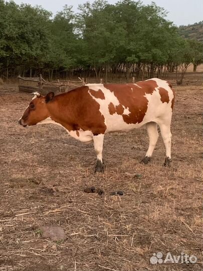 Айширская порода и красностепная