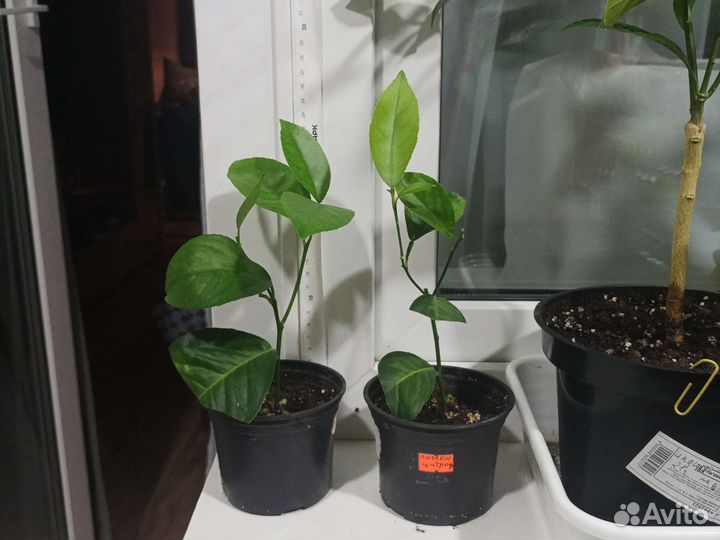 Лимон Цитрофортунелла