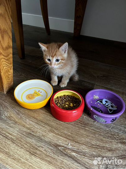 Рыжий котенок Марс в поиске дома