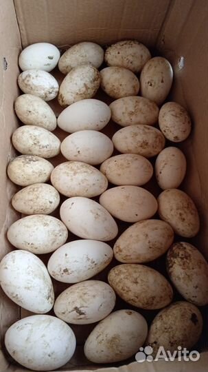 Яйца гусиные на инкубатор