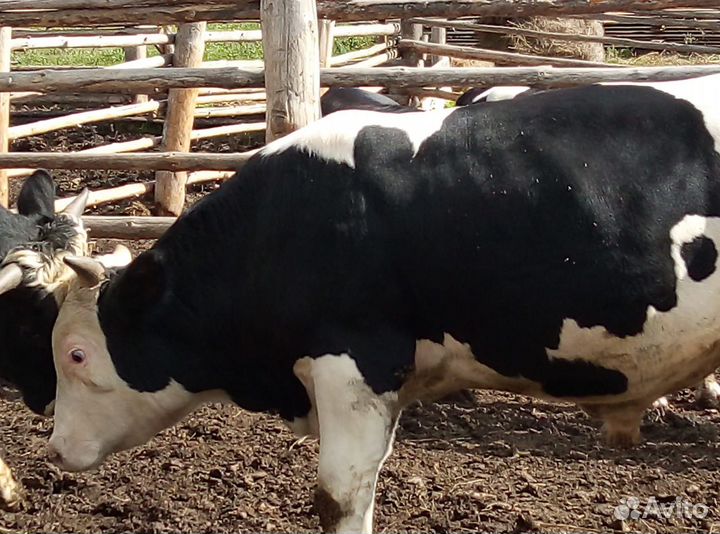 Телка, бык, корова