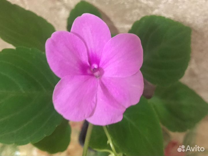 Бальзамин Супер Элфин F1 Виолет Старберст