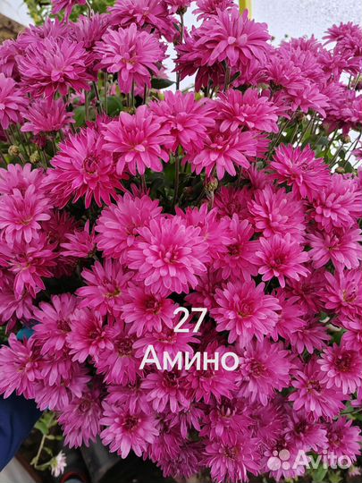 Хризантема мультифлора