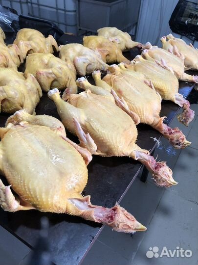 Куры тушки