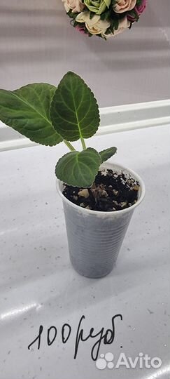 Комнатные растения цветы