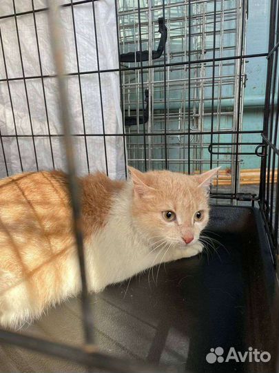 Кошка подросток