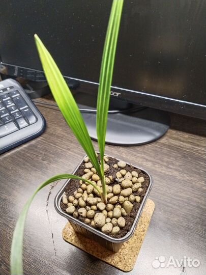 Фикус бенджамина пестролистный