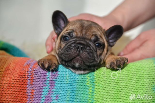 Ваша миникопия