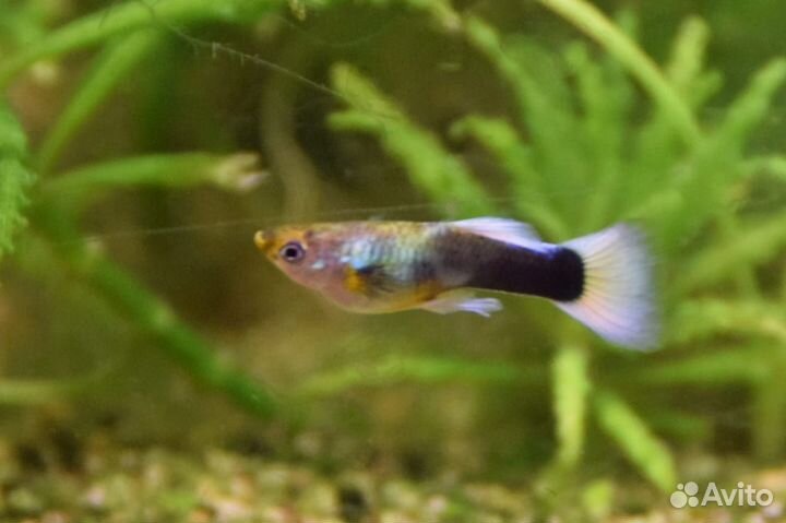 Гуппи Канадские