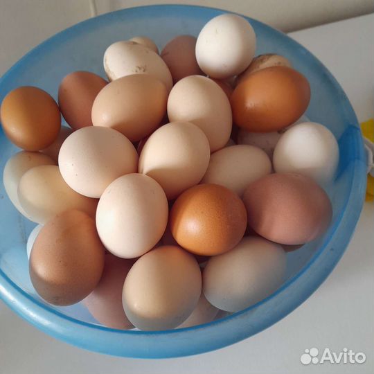 Домашние куриные яйца