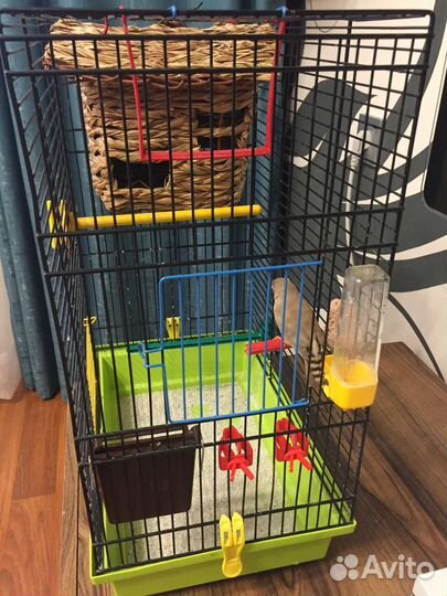 Зебровая амадина с клеткой