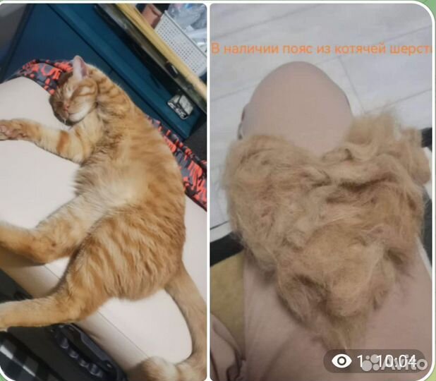 Груминг кошек на дому