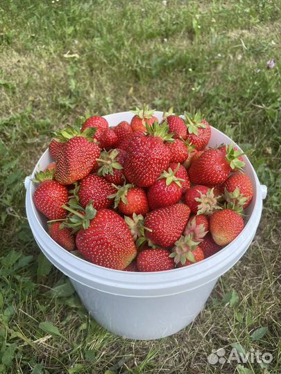 Клубника / Виктория. 5 литров