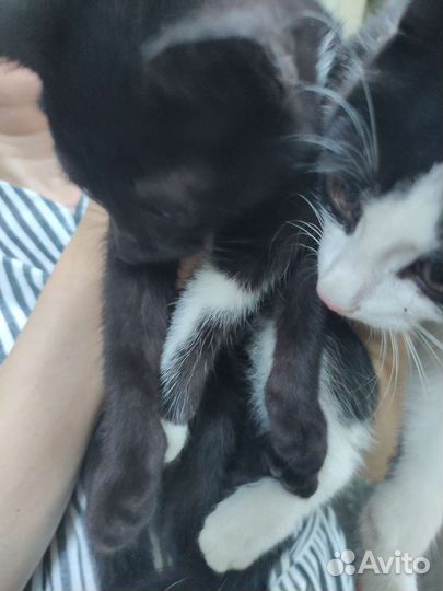 Котята в дар