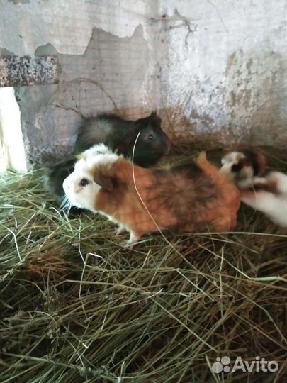 Морская свинка