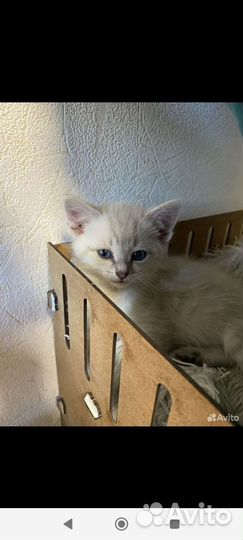 Котенок от кошечки породы Сноу шу