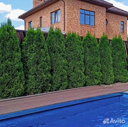 Туя Смарагд 1,8-2 м