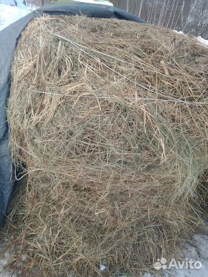 Продам сено в рулонах