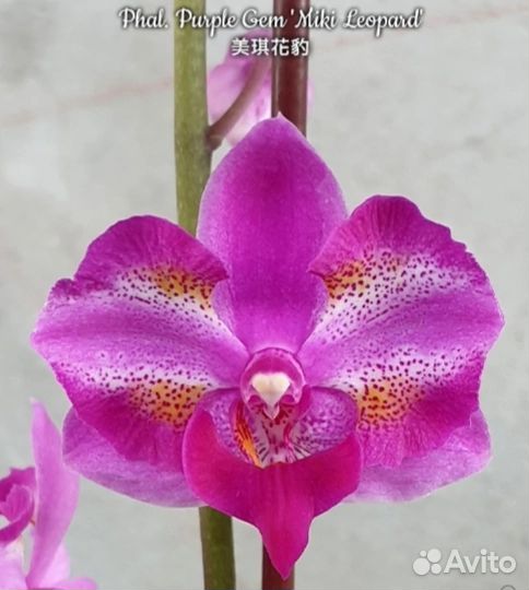 Орхидеи Фаленопсис