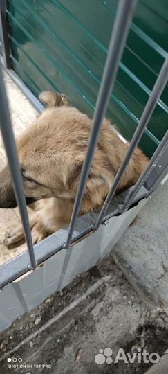 Бывшедомашний Пёсик в отлове