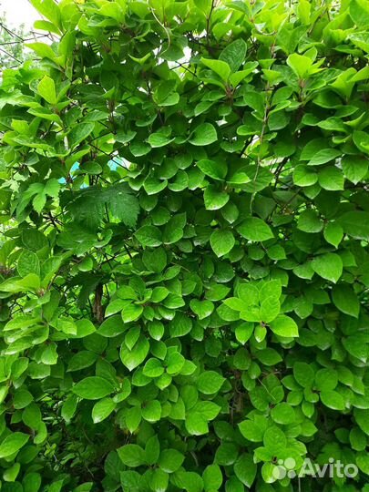 Саженцы лимонника