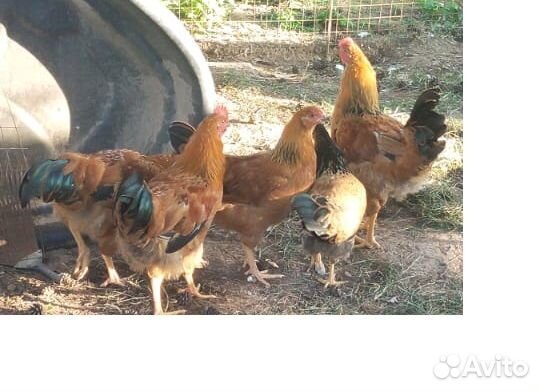 Молодые петушки породы 