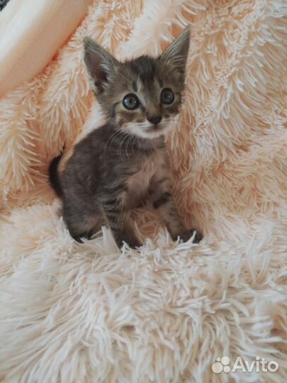 Кошка в дар